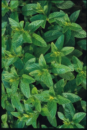 Picture of Spearmint (Mentha Spicata)